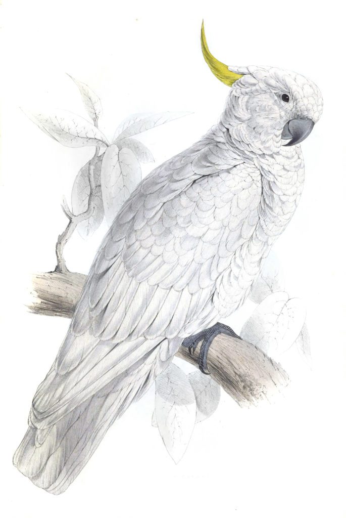 Greater Sulphur crested Cockatoo
