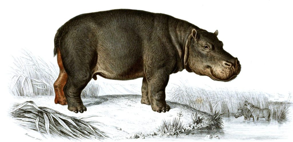 Hippo illustration by Charles d Orbigny