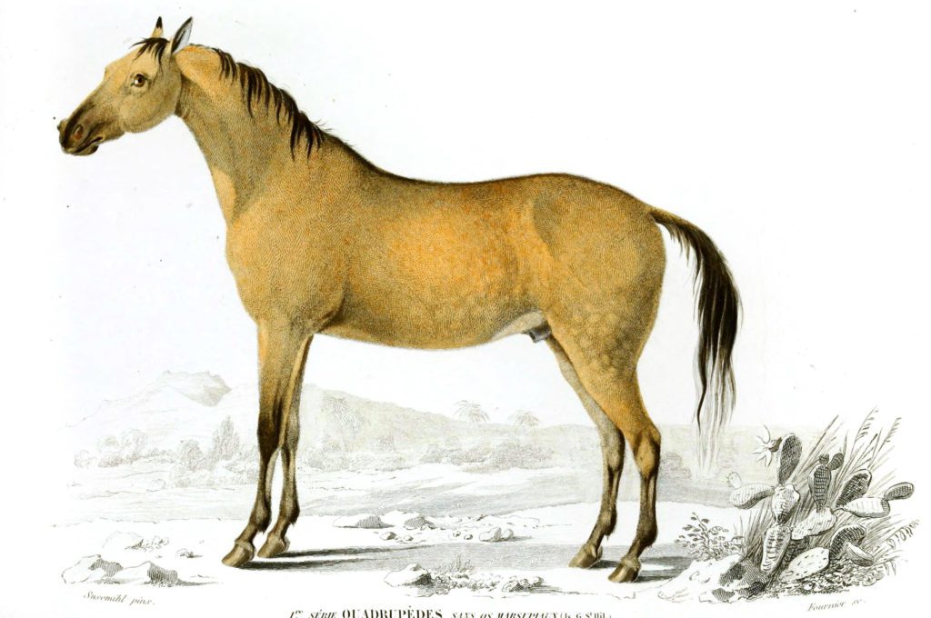 Horse illustration by Charles d Orbigny