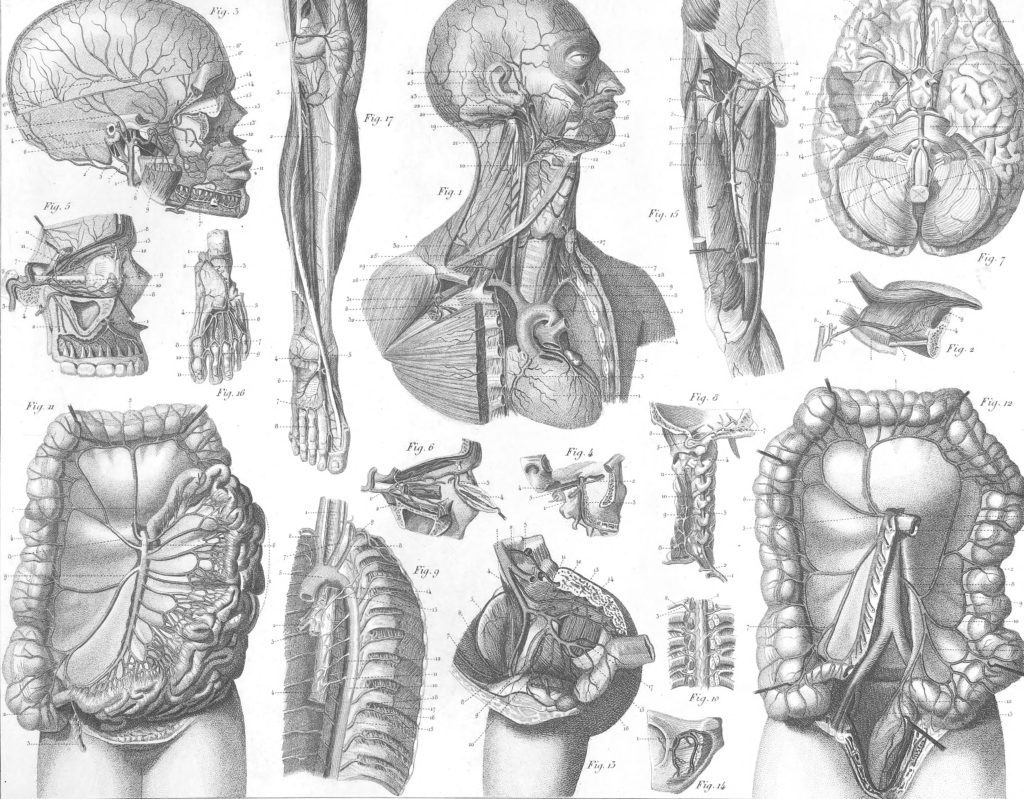 Human anatomy 2