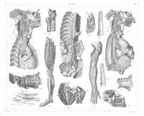 Human anatomy 3