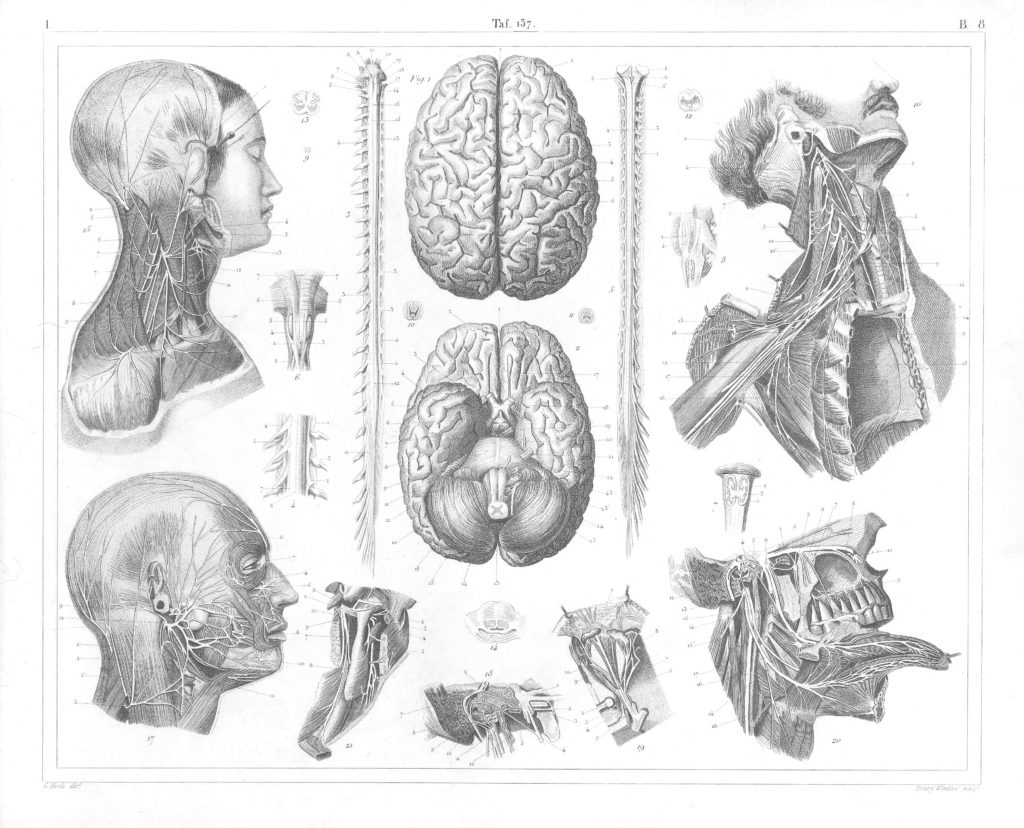 Human anatomy Brain