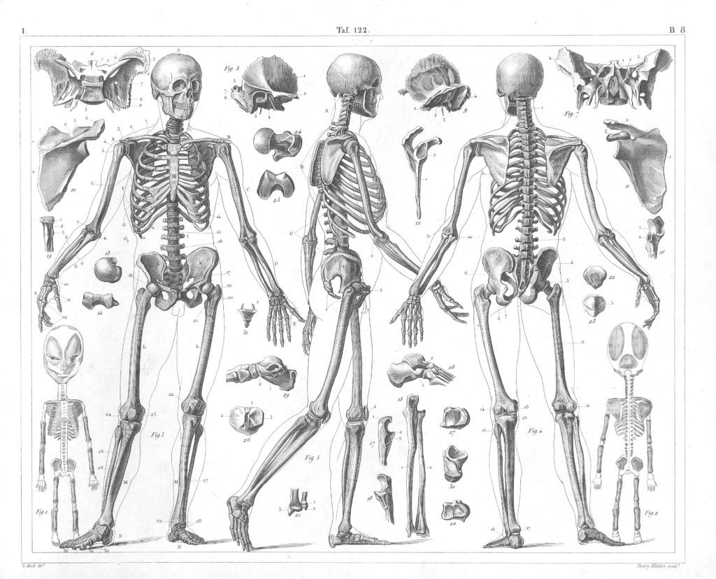Human anatomy Skeleton