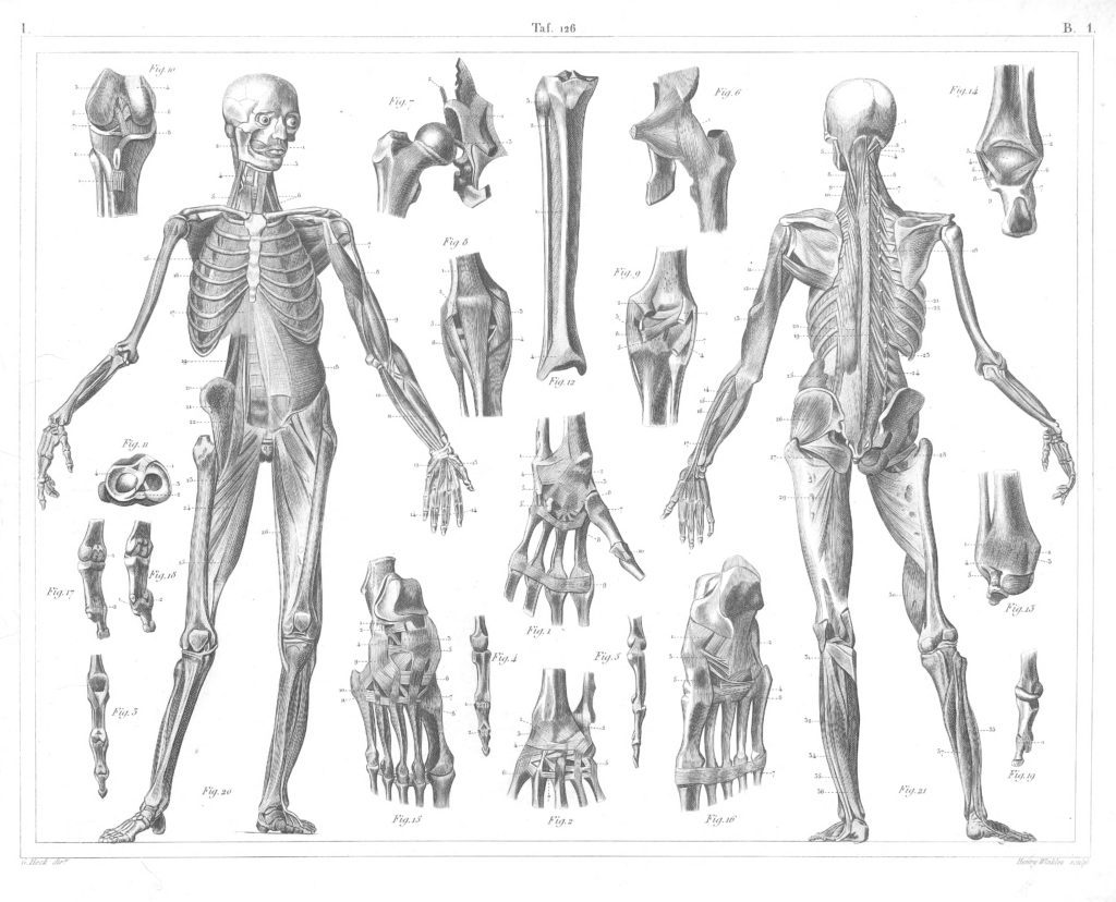 Human anatomy bones 2