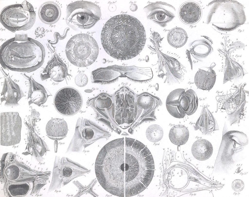 Human anatomy eyes