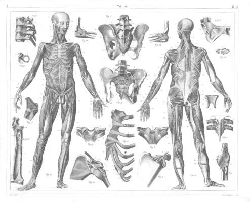 Human anatomy muscle and bones
