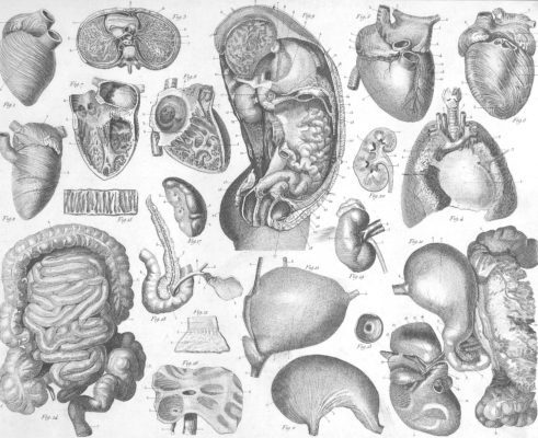 Human anatomy stomach
