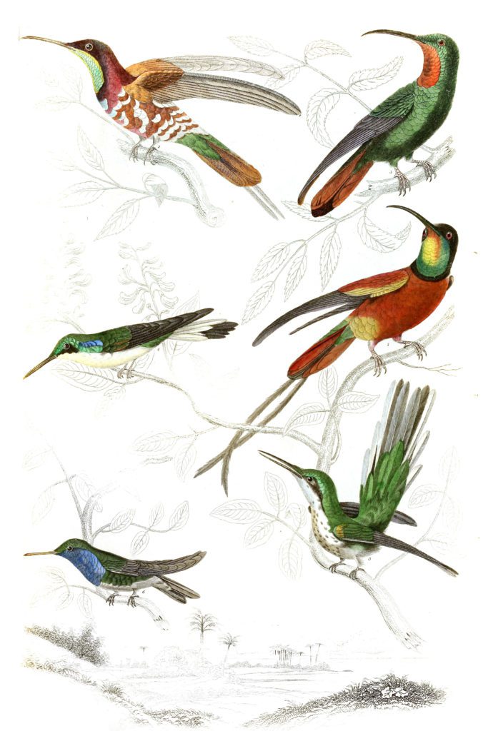 Humming birds 3 illustrations By Georges Cuvier 1839