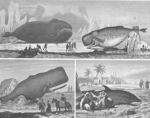 Whale illustrations