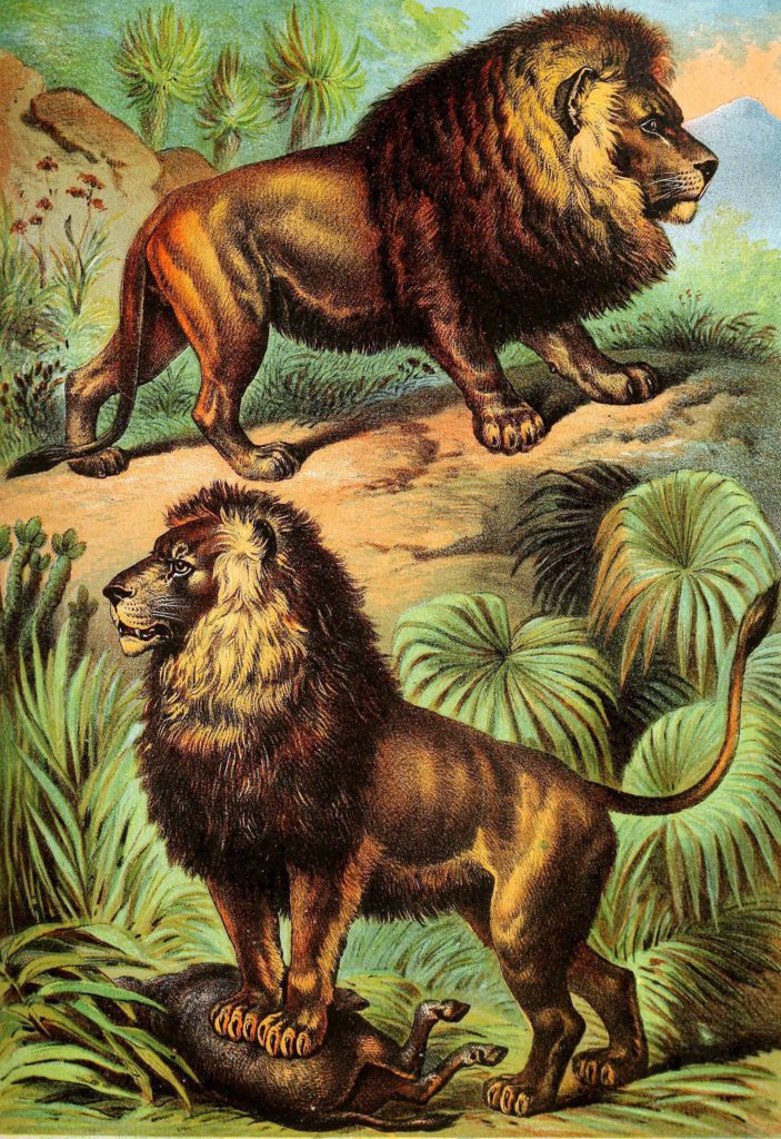 Illustration of Lions Craig Hugh1880By Richard Lydekker