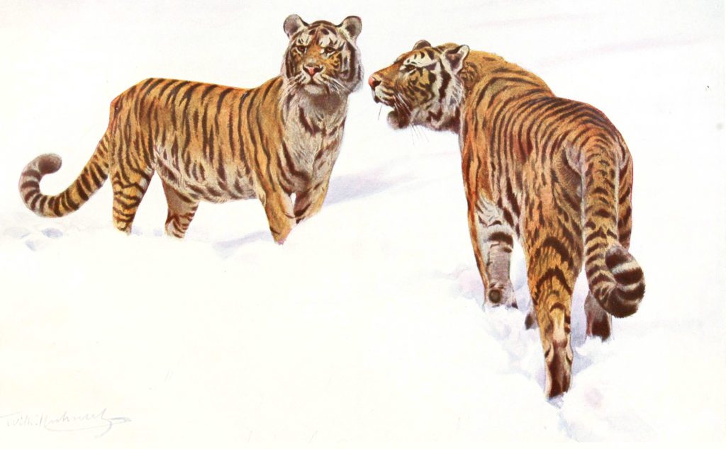 Illustration of Tigers in the Snow by Alfred Edmund Brehm