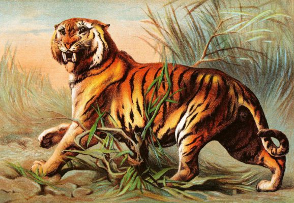 Illustration of a Royal Bengal TigerBy Richard Lydekker