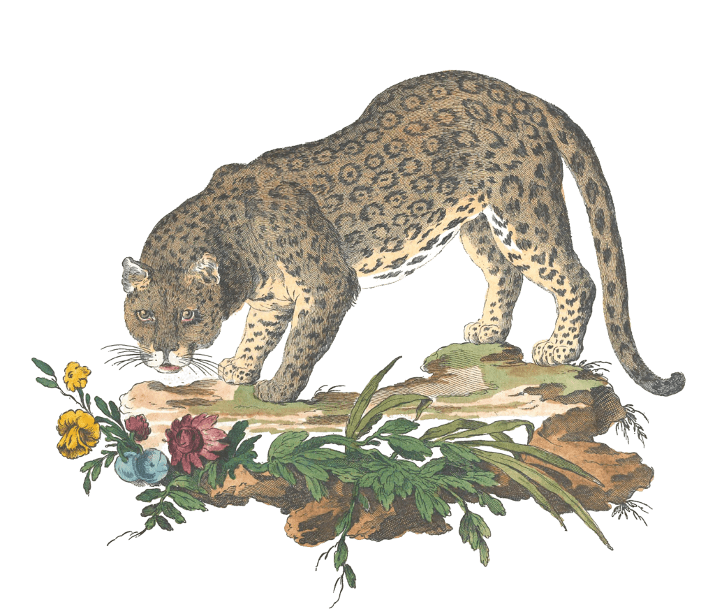 Jaguar Vintage Illustration from 1775