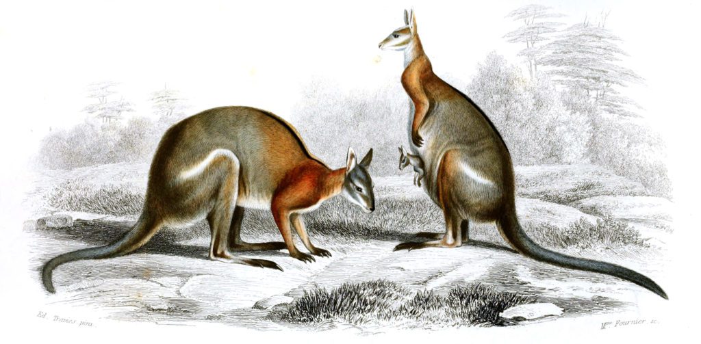 Kangaroo illustration by Charles d Orbigny