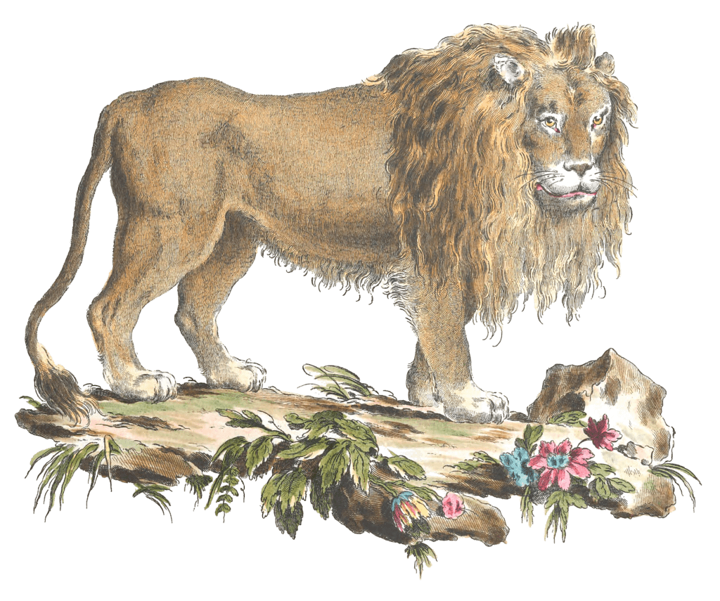 Lion Illustration from 1775