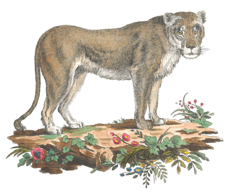 Lioness Illustration from 1775