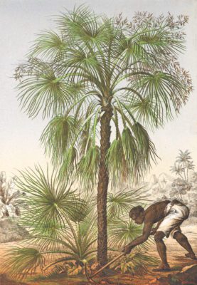 Livistona Humilis palm