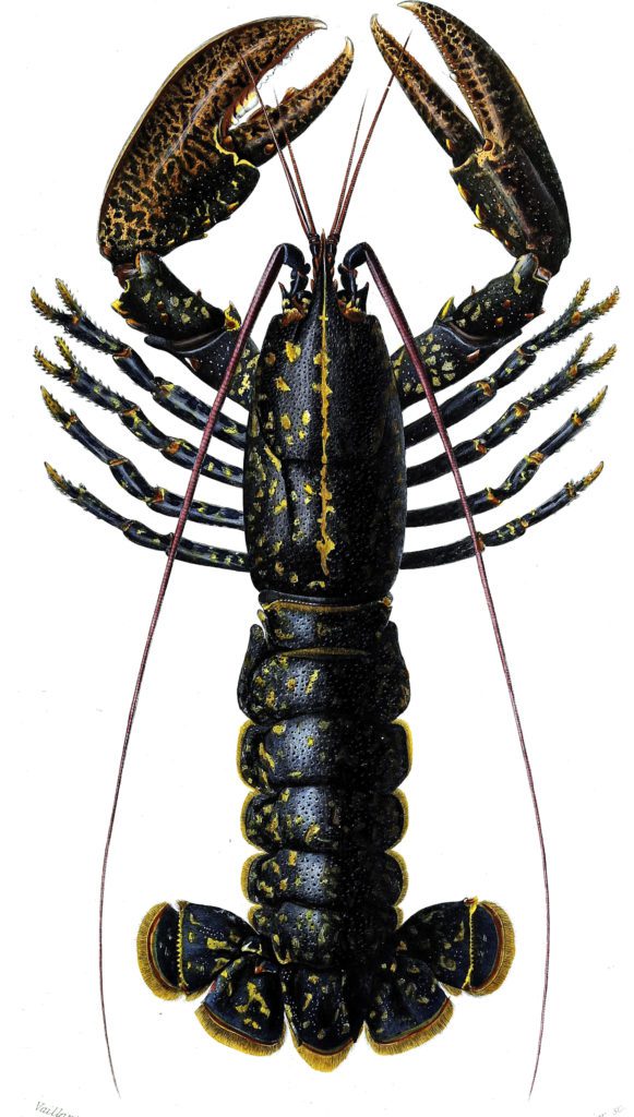Lobster illustration by Charles d Orbigny