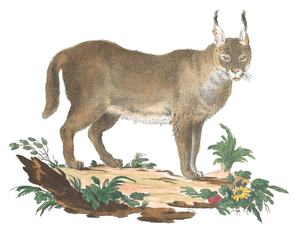 Lynx Illustration from 1775