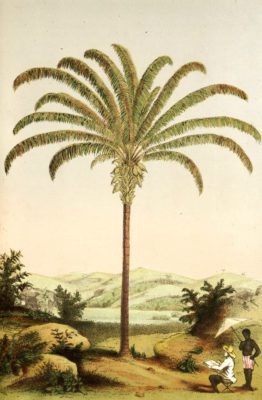 Maxinniliana palm