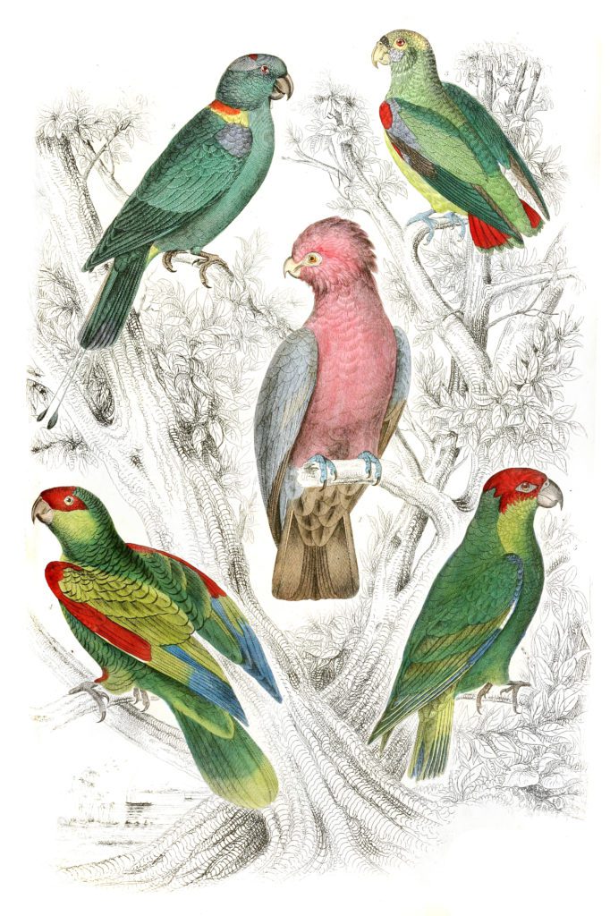 Muffled cockatoo illustrations By Georges Cuvier 1839