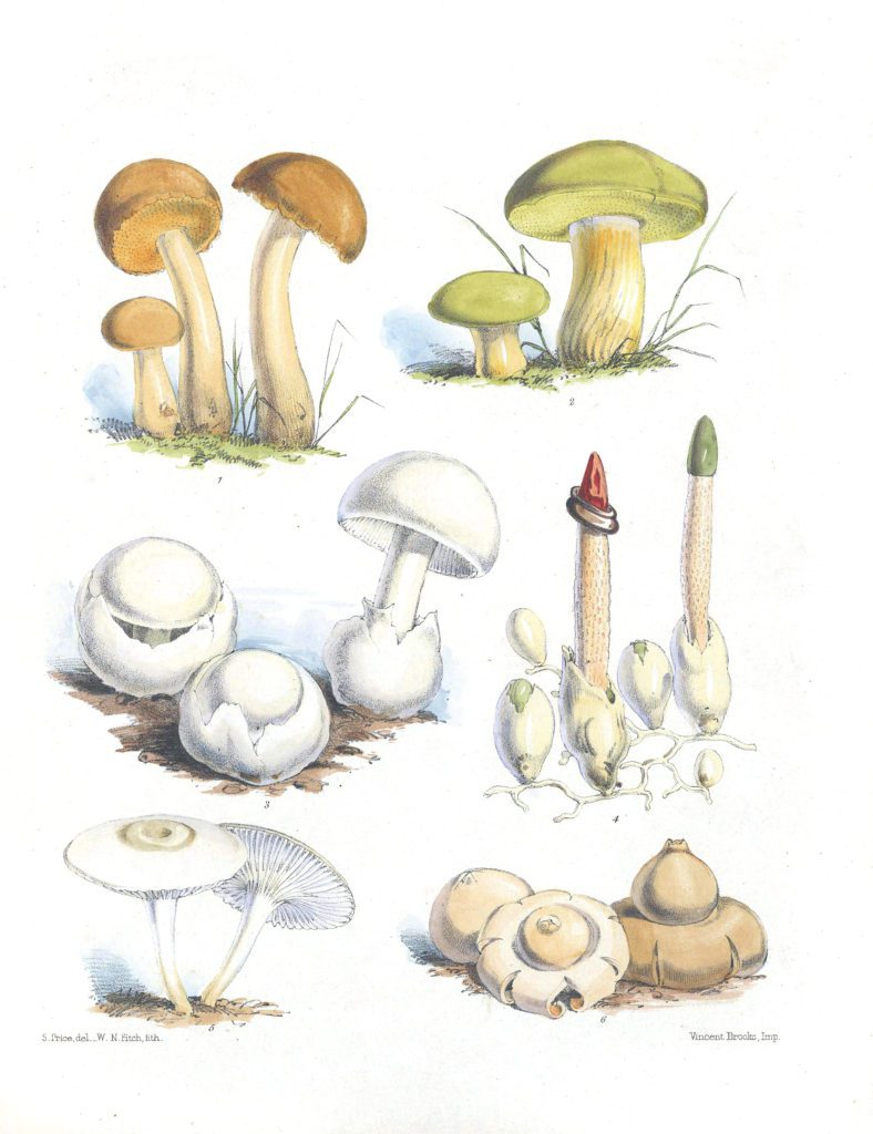 Mushroom Fungi Illustrations 1 Sarah Price
