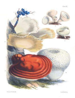 Mushroom Fungi Illustrations 12 Sarah Price