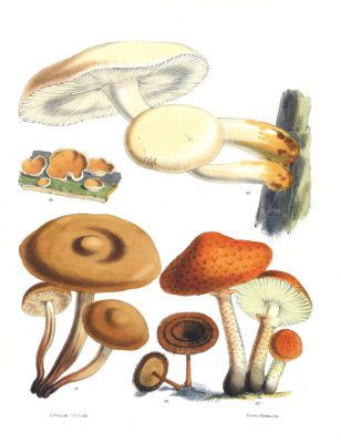 Mushroom Fungi Illustrations 13 Sarah Price