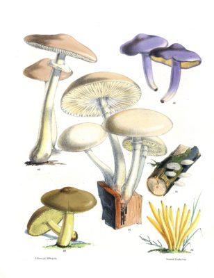 Mushroom Fungi Illustrations 14 Sarah Price