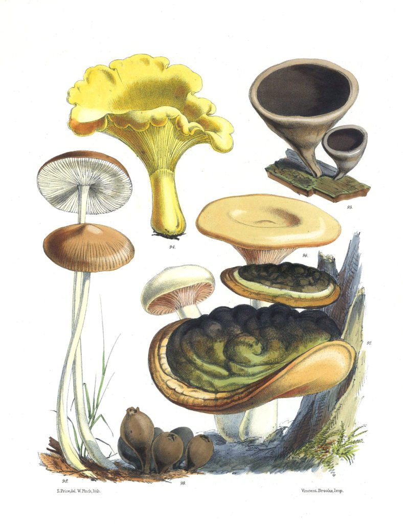 Mushroom Fungi Illustrations 15 Sarah Price