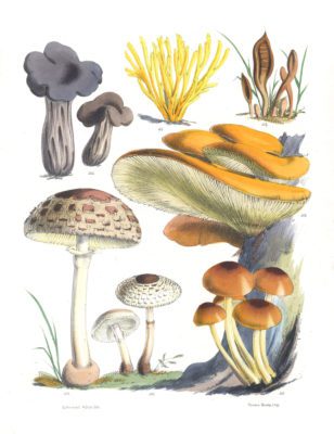 Mushroom Fungi Illustrations 16 Sarah Price