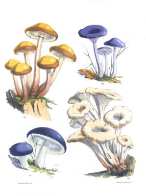 Mushroom Fungi Illustrations 19 Sarah Price