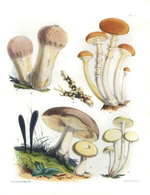 Mushroom Fungi Illustrations 3 Sarah Price