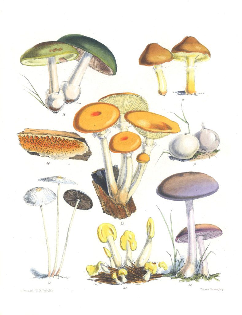 Mushroom Fungi Illustrations 5 Sarah Price