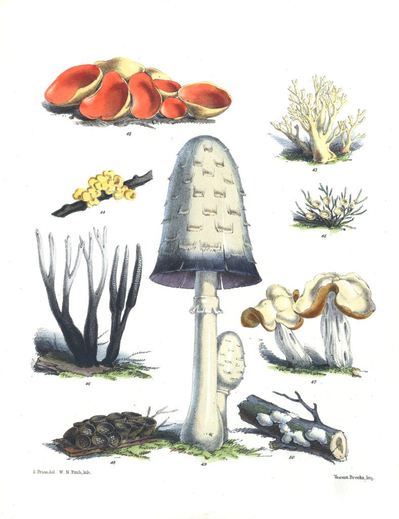 Mushroom Fungi Illustrations 7 Sarah Price