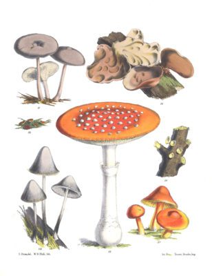 Mushroom Fungi Illustrations 8 Sarah Price