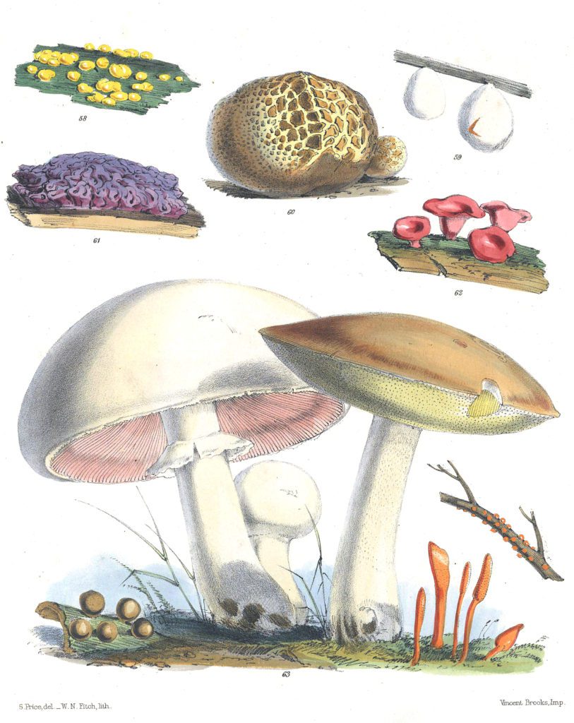 Mushroom Fungi Illustrations 9 Sarah Price