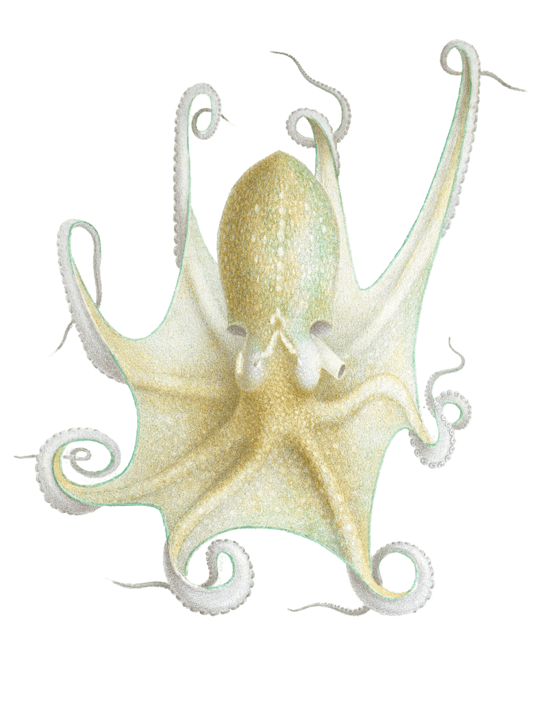 Octopus 3 illustration by Jean Baptiste Verany