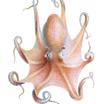 Octopus Illustration by Jean Baptiste Verany