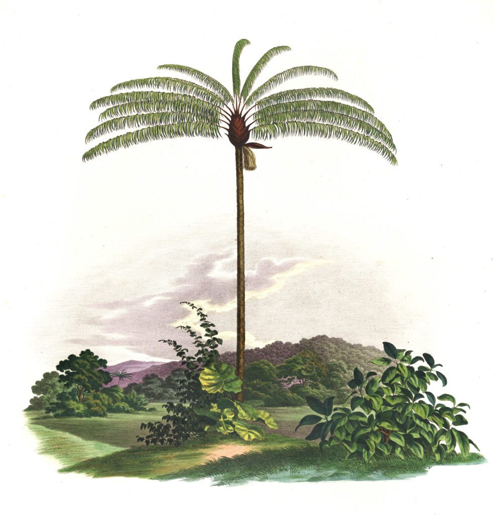 Oenocarpus