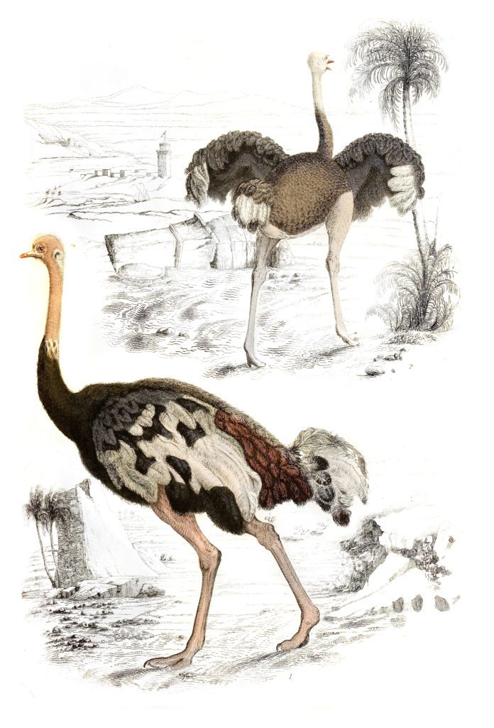 Ostriches illustrations By Georges Cuvier 1839