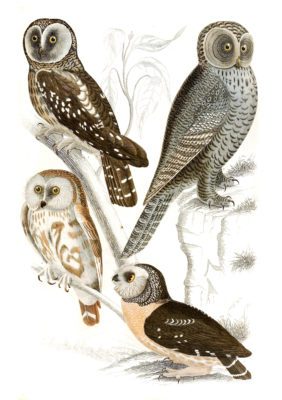 Owls illustrations By Georges Cuvier 1839