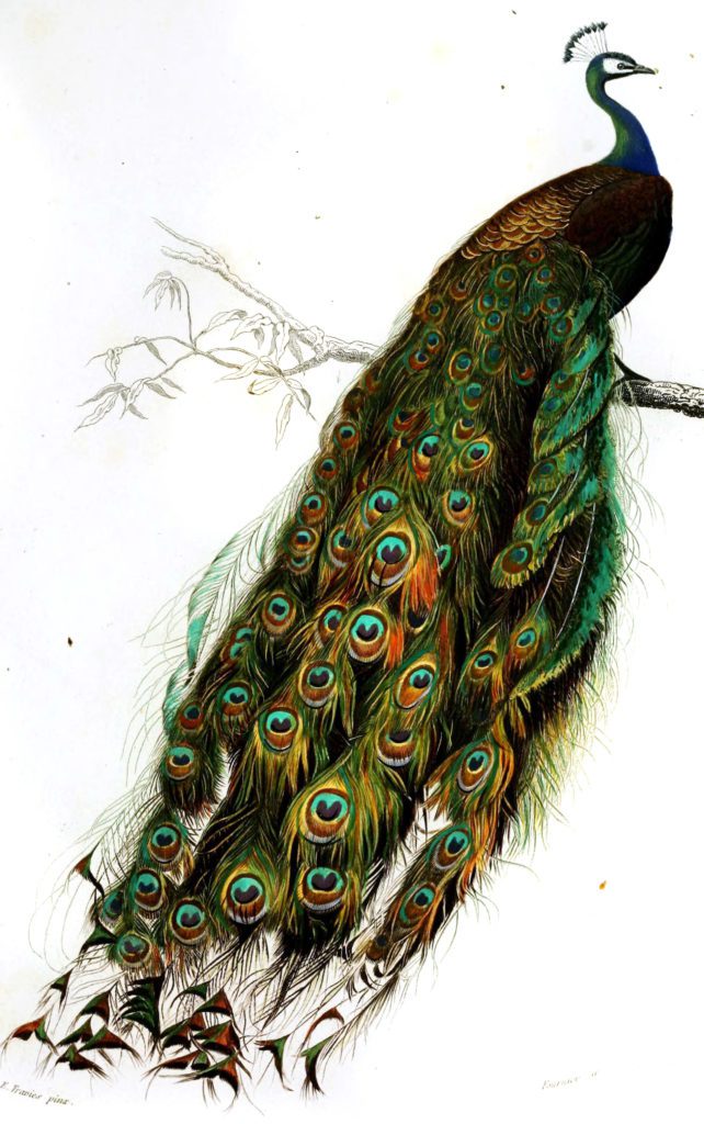 Peacock illustration by Charles d Orbigny