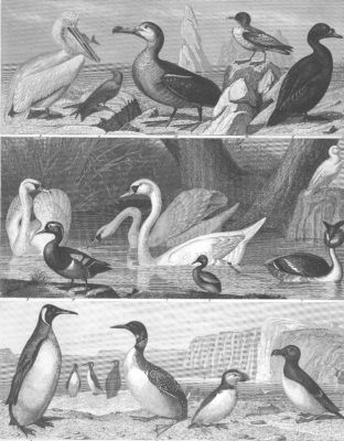 Penguins Pelicans Swans