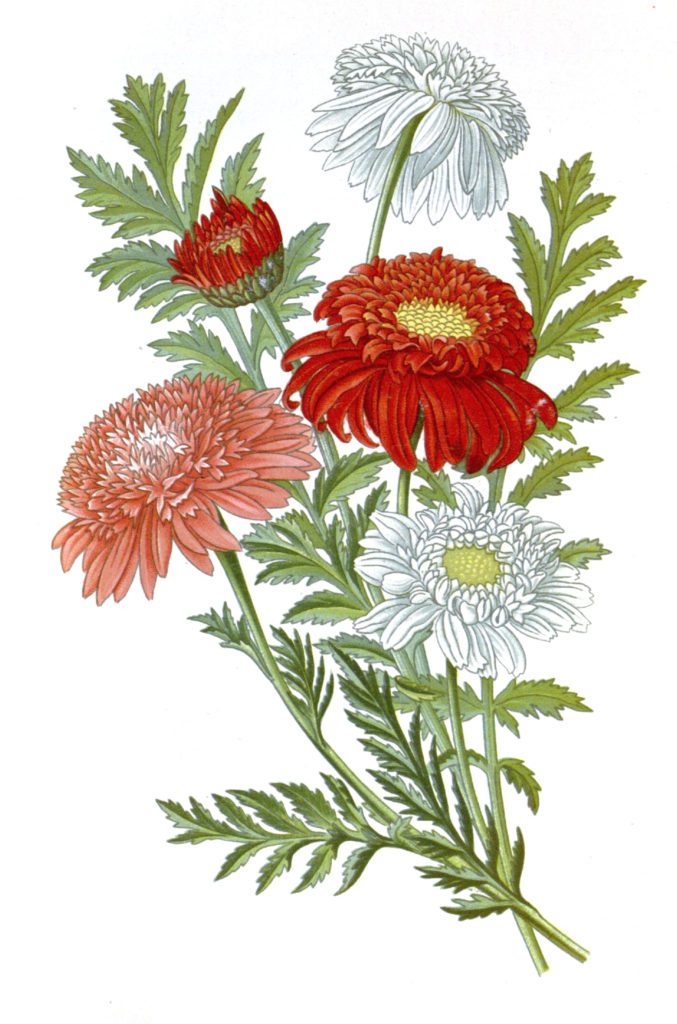 Pyrethrum Roseum