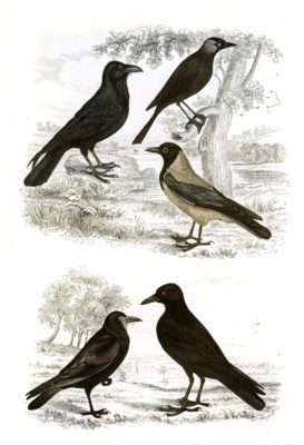 Raven and crow illustrations By Georges Cuvier 1839