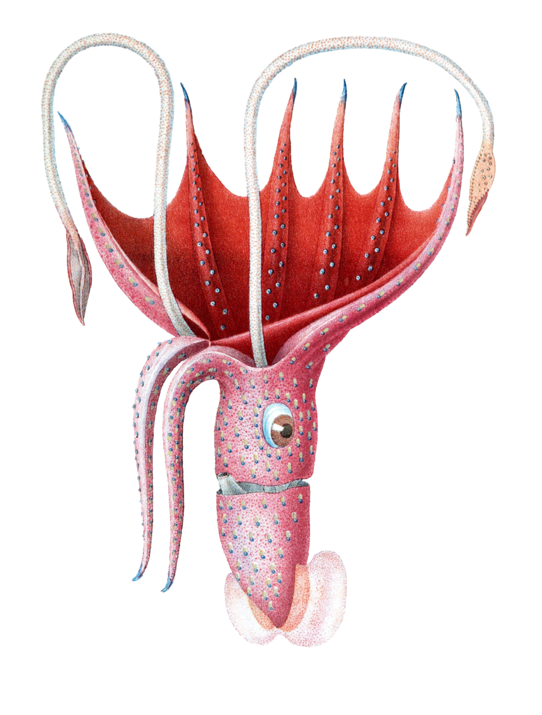 Red Octopus Illustration by Jean Baptiste Verany