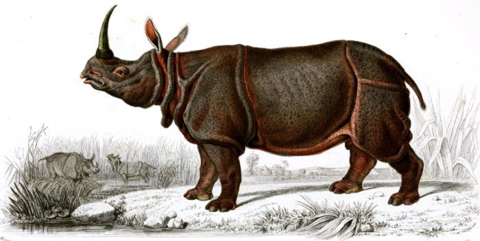 Rhino illustration by Charles d Orbigny