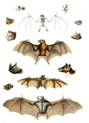 Rpissetts Bats illustrations By Georges Cuvier 1839