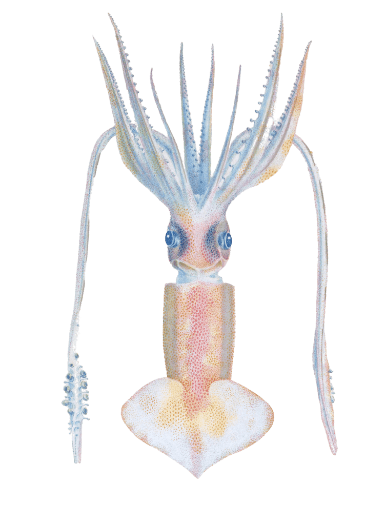 Squid 2 Illustration by Jean Baptiste Verany